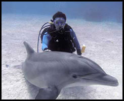 motivational videos dolphin scuba dive swim with dolphins