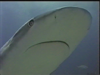 shark inspirational videos scuba diving sharks shark dive inspirational videos extreme