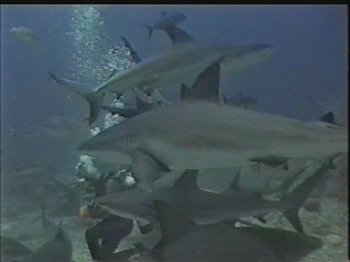 shark dive motivational sales speaker