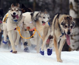 team motivation dogs