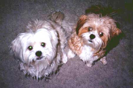 personal growth pets lhasa apso dogs